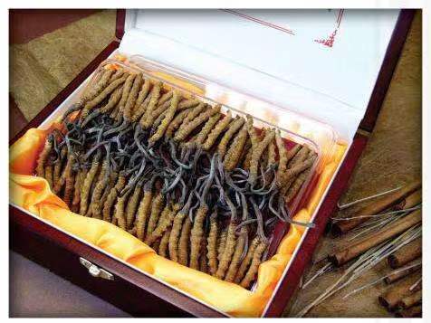 八所镇冬虫夏草回收